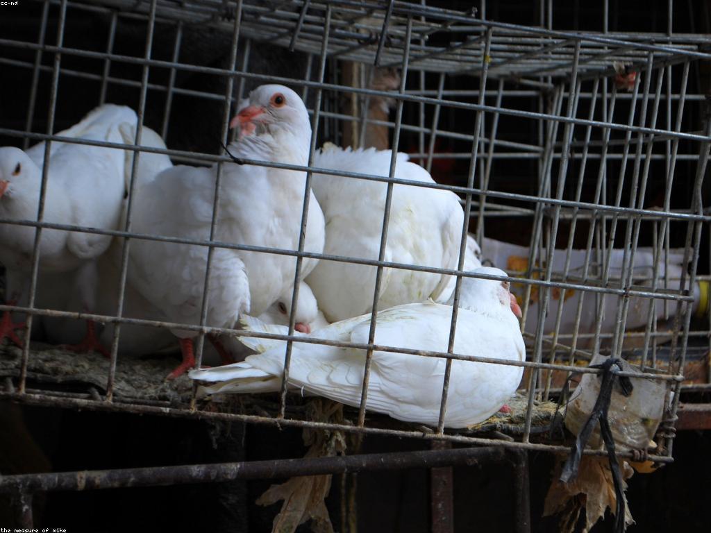 ដំណោះស្រាយការបង់ប្រាក់ថ្មីសម្រាប់ការអភិវឌ្ឍន៍អាជីវកម្ម